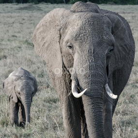 Elephant Mother and Calf by Jonathon Williams - Animals Other Mammals