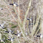 Ring-necked Duck