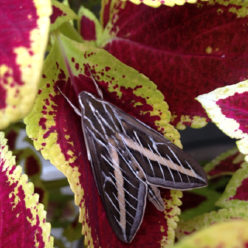 White-lined Sphinx