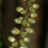 Hooker's Fishtail Palm