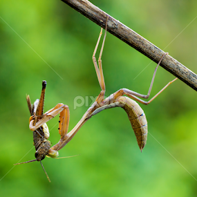 Meal Time by Ade Yuda - Animals Insects & Spiders