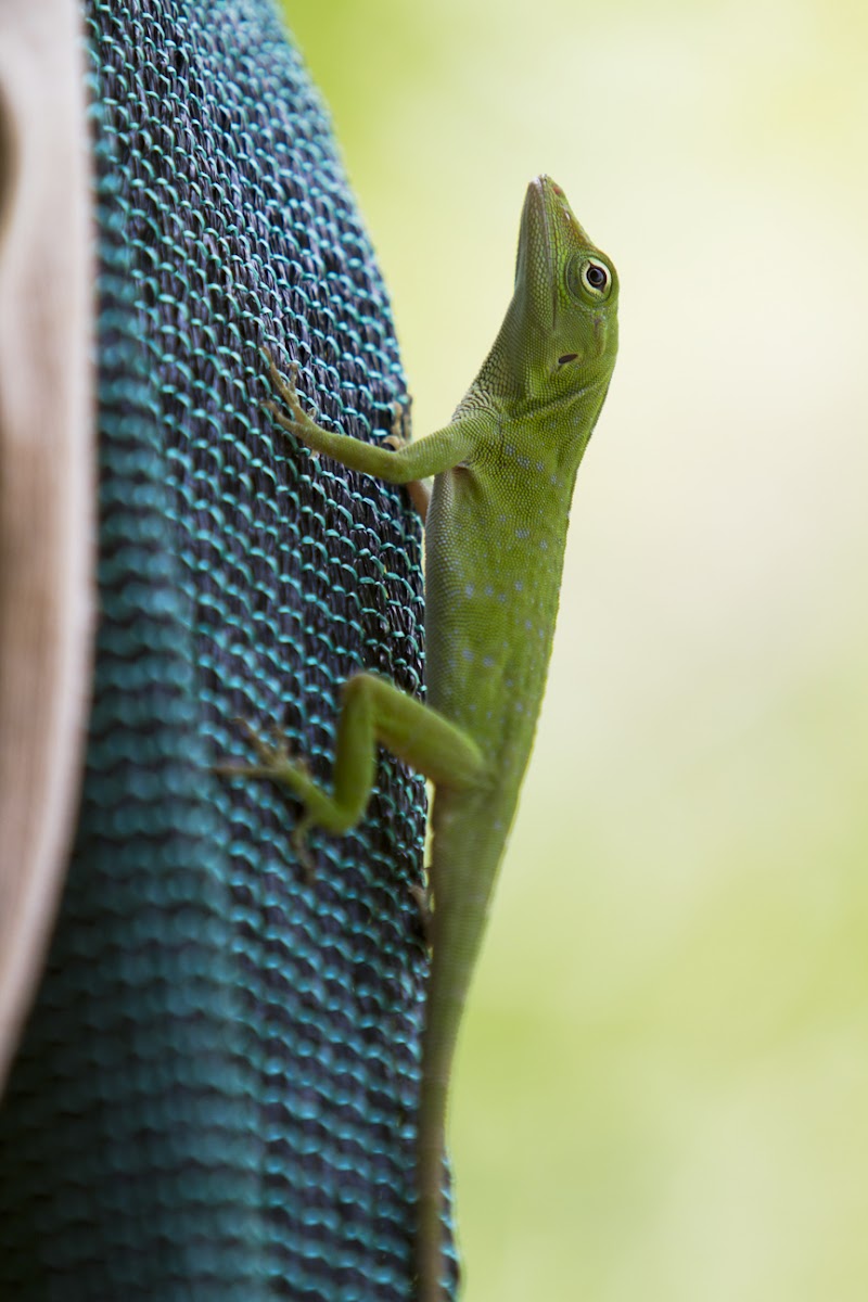 Neotropical green anole