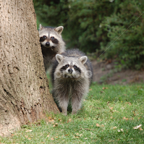 I m Watching You by Debbie Annable Carr - Animals Other Mammals