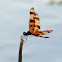 Halloween Pennant dragonfly