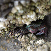Tidepool Crab