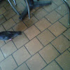 Domestic pigeon