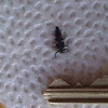 Lady beetle larvae
