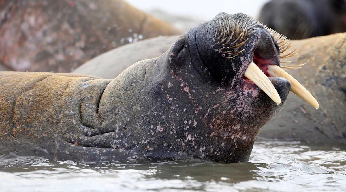 Svalbard-walrus-closeup - Encounter Svalbard's marine life — including walruses — up close as you explore Norway's northern island group Svalbard during a Hurtigruten Fram cruise.