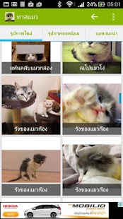 How to download ทาสแมว รูปภาพแมว แมวชื่อดัง 3.1.21 apk for laptop