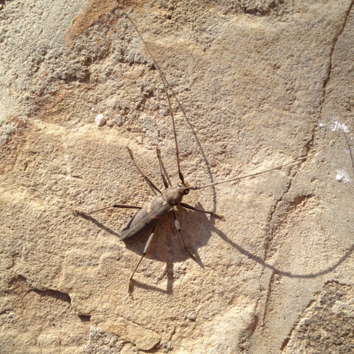 Banded Hickory Beetle