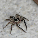 Brush-legged spider
