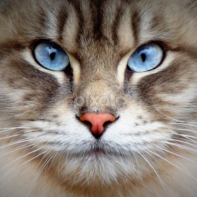 by Ana Cárdenas O - Animals - Cats Portraits