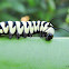 Tiger Mimic Queen Caterpillar