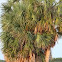 Sabal Palm