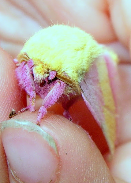 Rosy Maple Moth | Project Noah