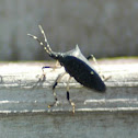 Black stink Bug