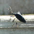 Black stink Bug