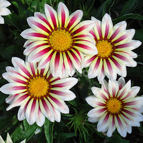 by Gordana Cajner - Flowers Flower Gardens