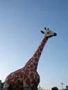 George the Giraffe