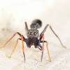 Black Ant mimic spider Male