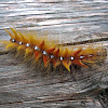 Sycamore (moth)