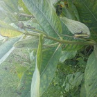 Asclepias Syriaca - Common Milkweed?