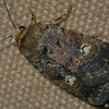 Noctuidae, Noctuinae