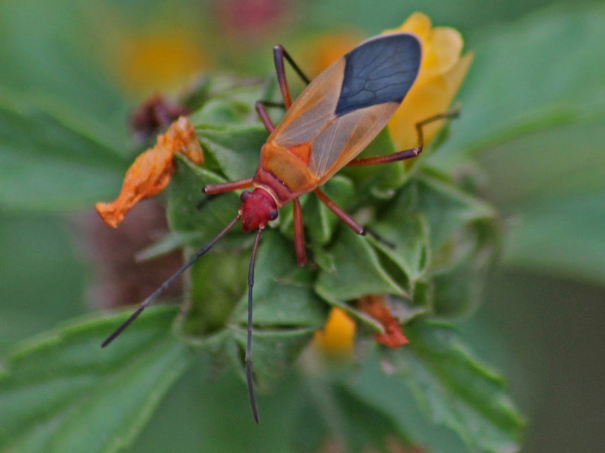 Cotton Stainer Bug