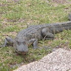 American Alligator