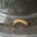 Larva of some kind