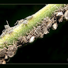 Tree Lice