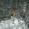 Mediterranean recluse spider (Λοξοσκελής αράχνη)