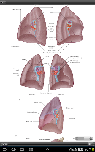 【免費醫療App】Gray's Back and Thorax-APP點子