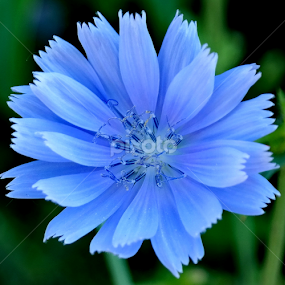 by Bero Planinec - Flowers Flowers in the Wild