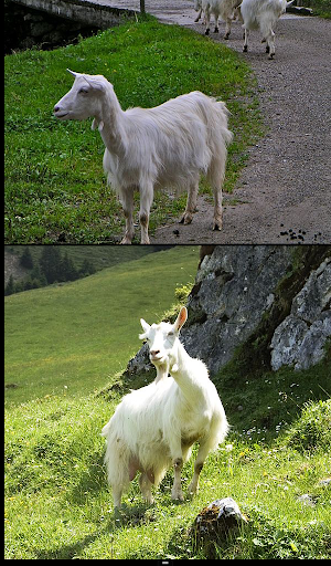 【免費書籍App】Goat Breeds: Types of Goat-APP點子