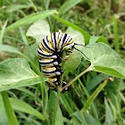 Monarch butterfly caterpillar