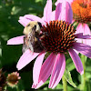 Purple cone flowers and a bumblebees