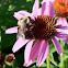 Purple cone flowers and a bumblebees