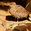 Eurasian stone-curlew (adults)