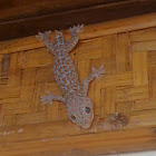 Tokek / tokay gecko