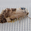 Pale Shoulder Moth