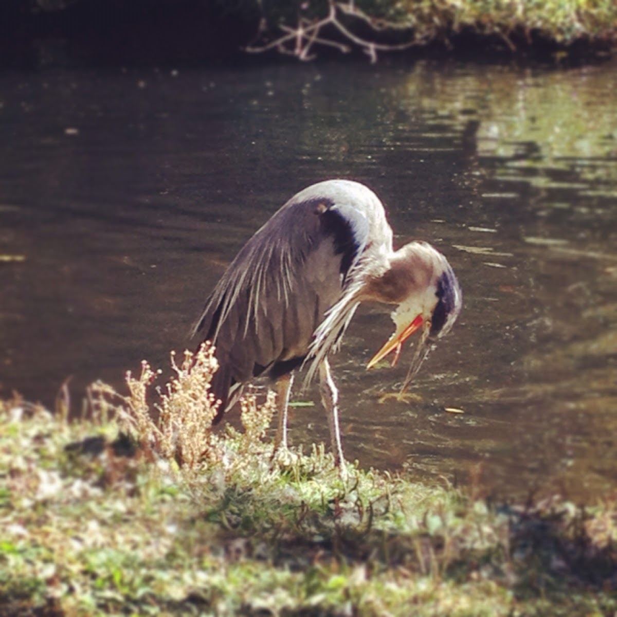 Great Blue Heron