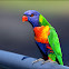 Rainbow Lorikeet