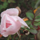 Pink "Knock Out" Rose