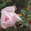 Pink "Knock Out" Rose