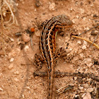 Sagebrush Lizard