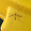 Marsh Crane Fly