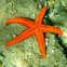 Starfish. Estrella de mar