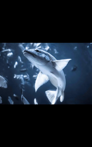 Shark Tank Live Wallpaper