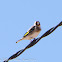 Goldfinch; Jilguero